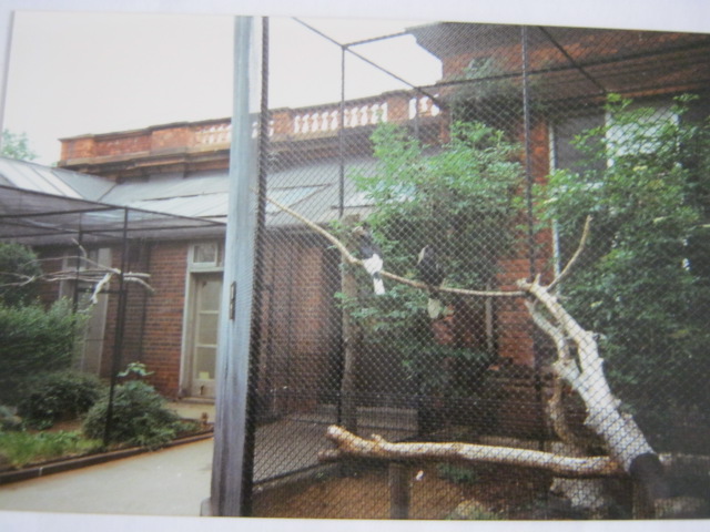 Pair Black and White Casqued Hornbills.