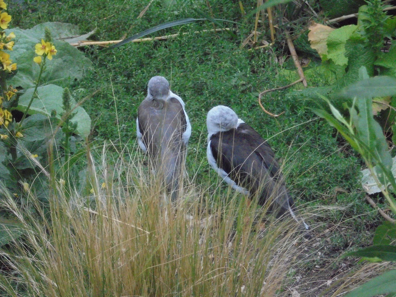 Pair Black-winged Stilts 2015.