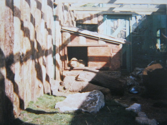 Pair Bush Dogs 12/3/90.