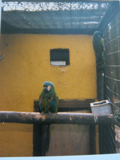 Pair Illiger`s Macaws Basildon Zoo 1989.