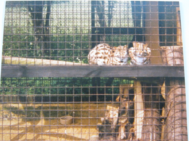 Pair Leopard Cats Basildon Zoo 1989.