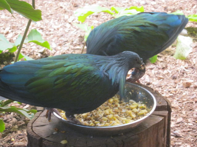 Pair Nicobar Pigeons 2016