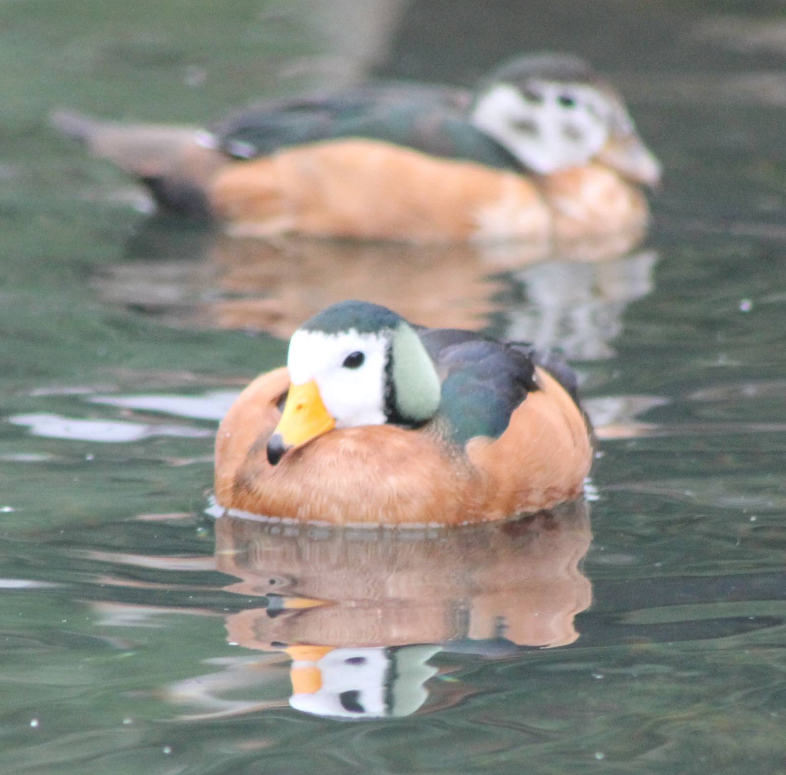 Pair of African pygmy geese