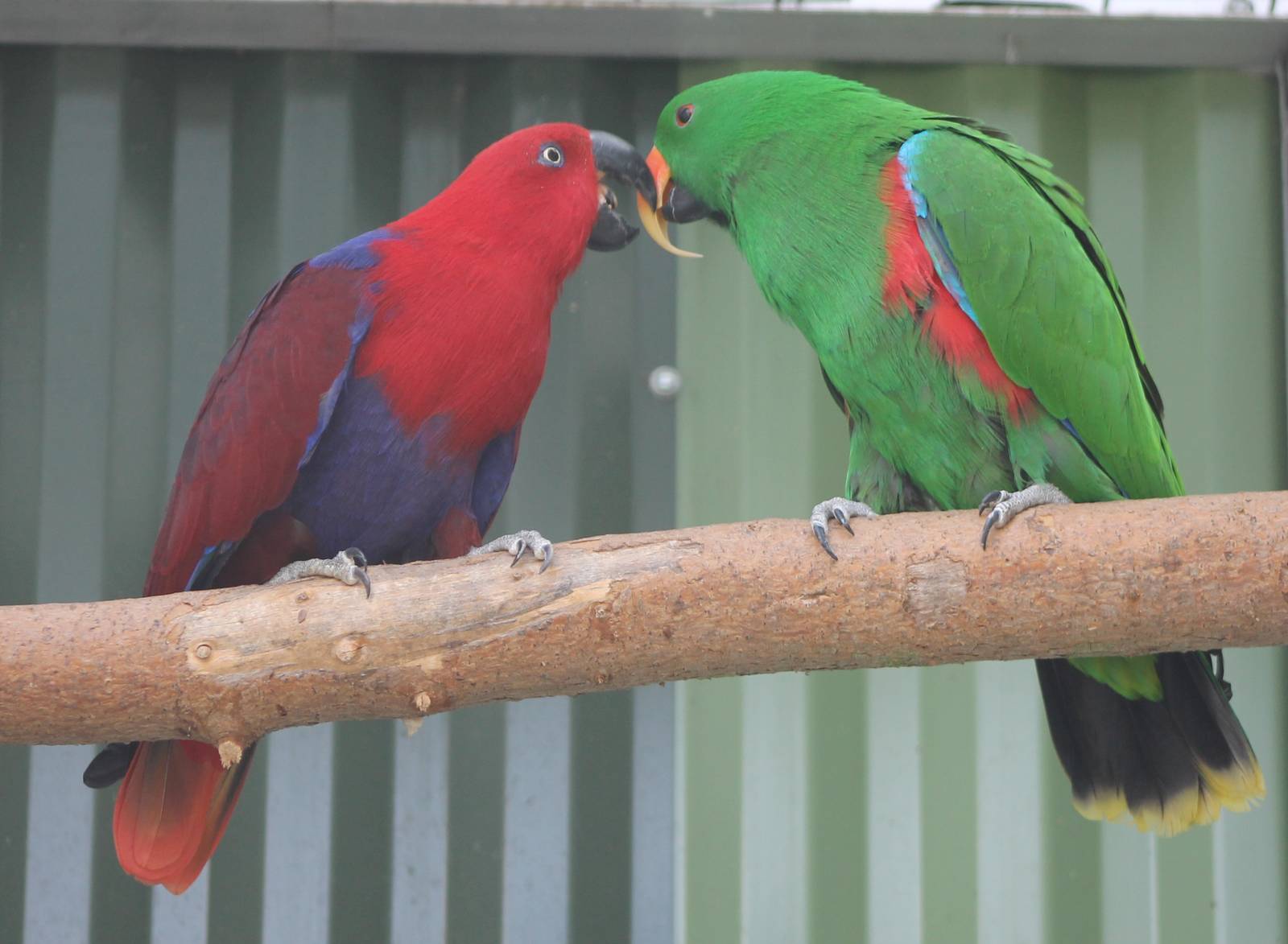 Pair of Ambon eclectus parrots