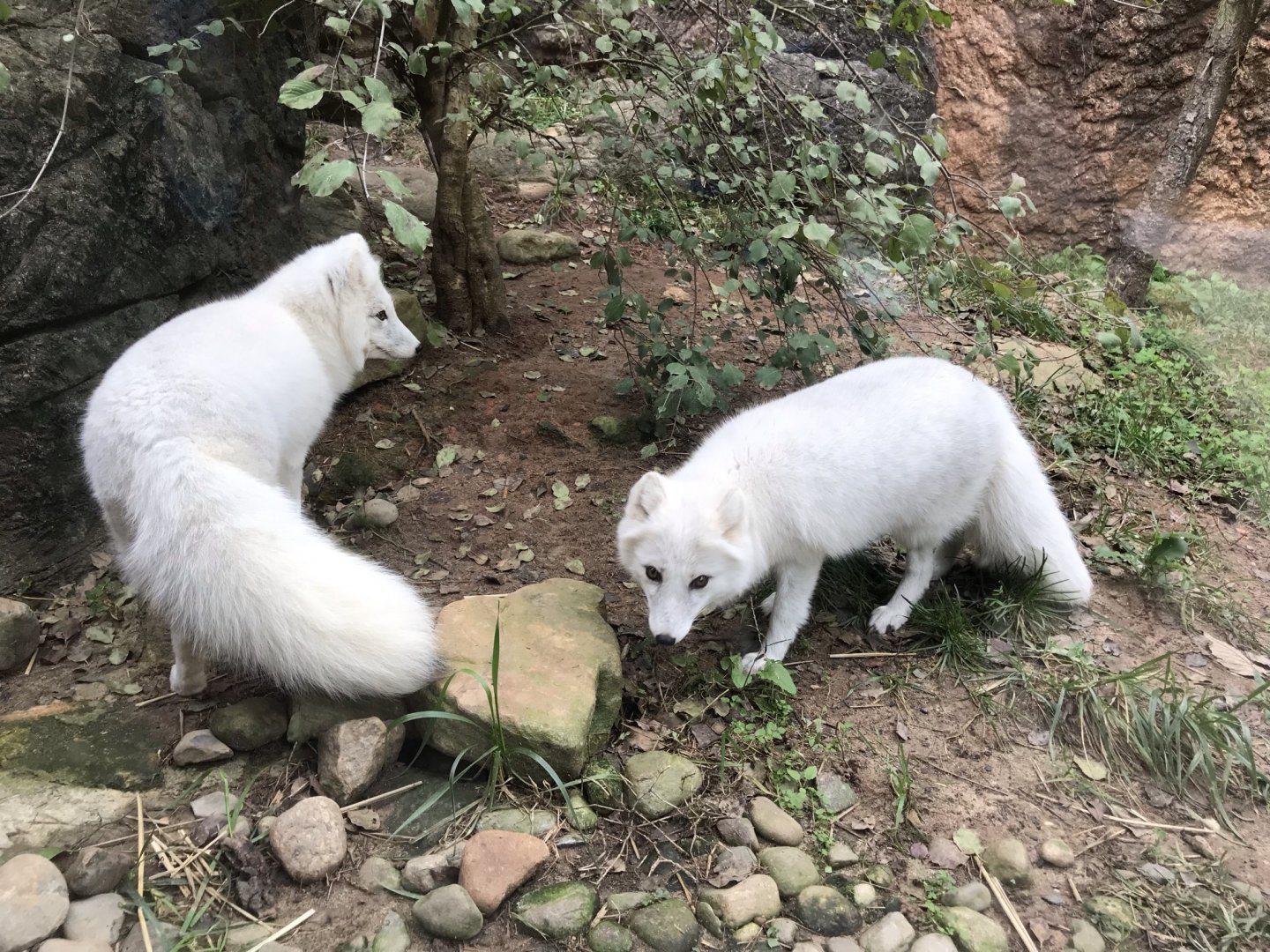 Pair of Arctic Foxes