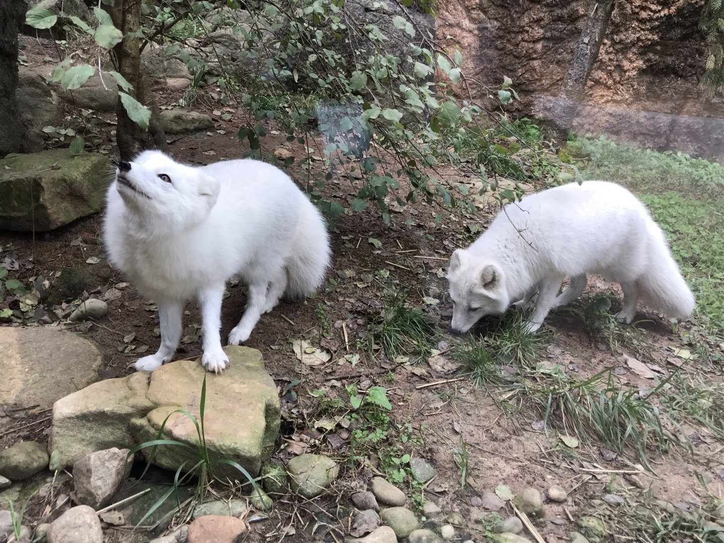 Pair of Arctic Foxes