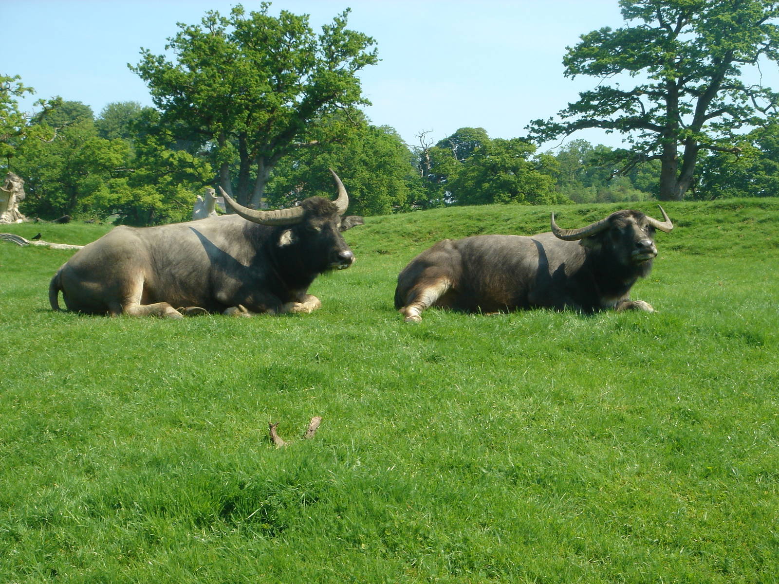 Pair of Asian Water Buffalo