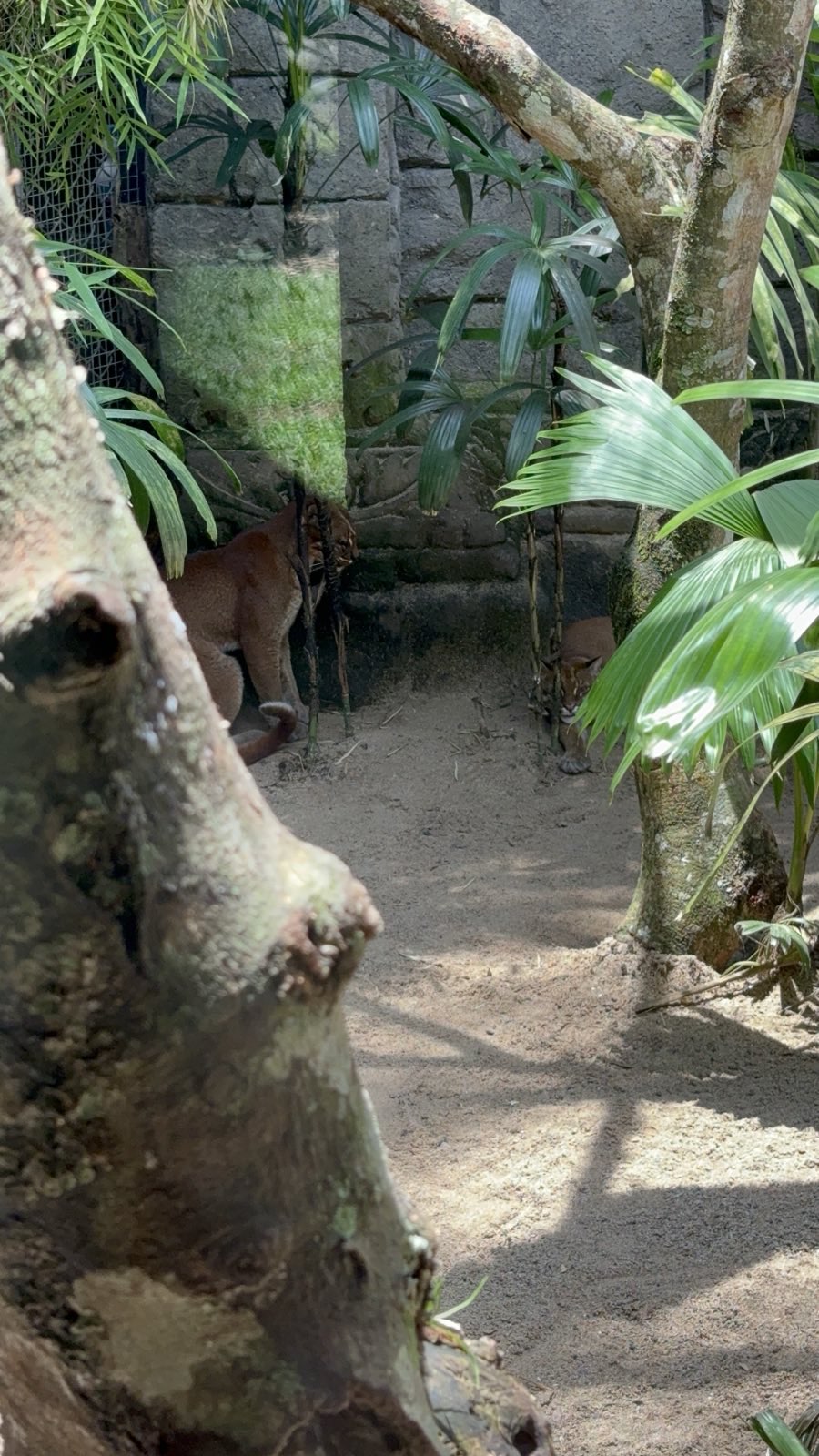 Pair of Asiatic Golden Cats