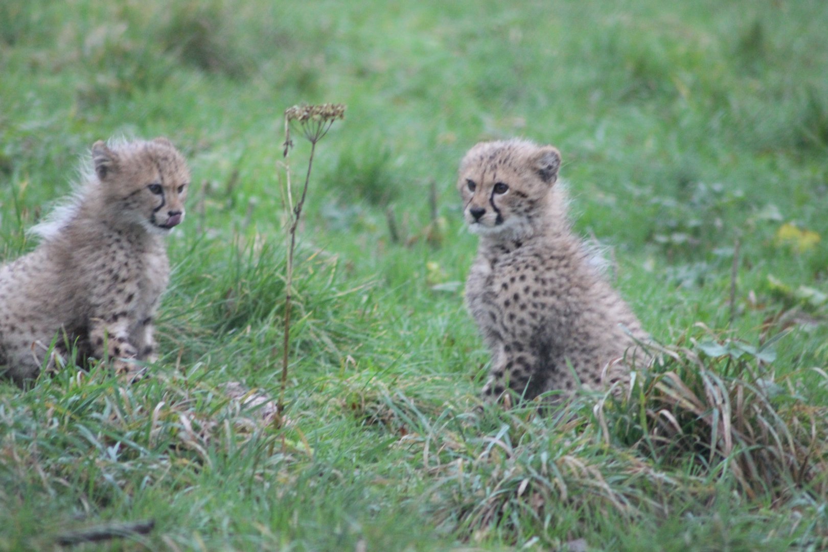 Pair of Baby Cheetahs
