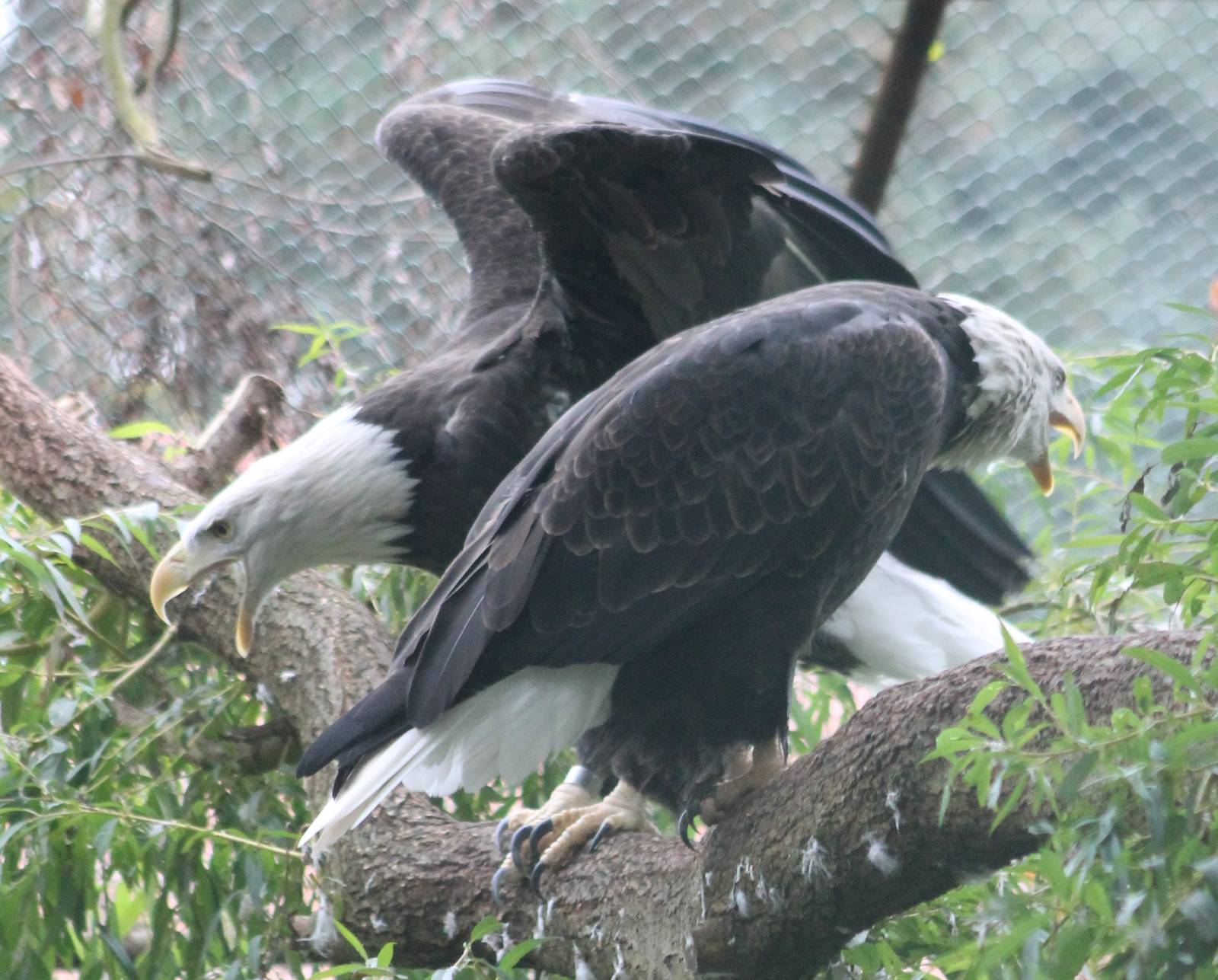 Pair of Bald eagles