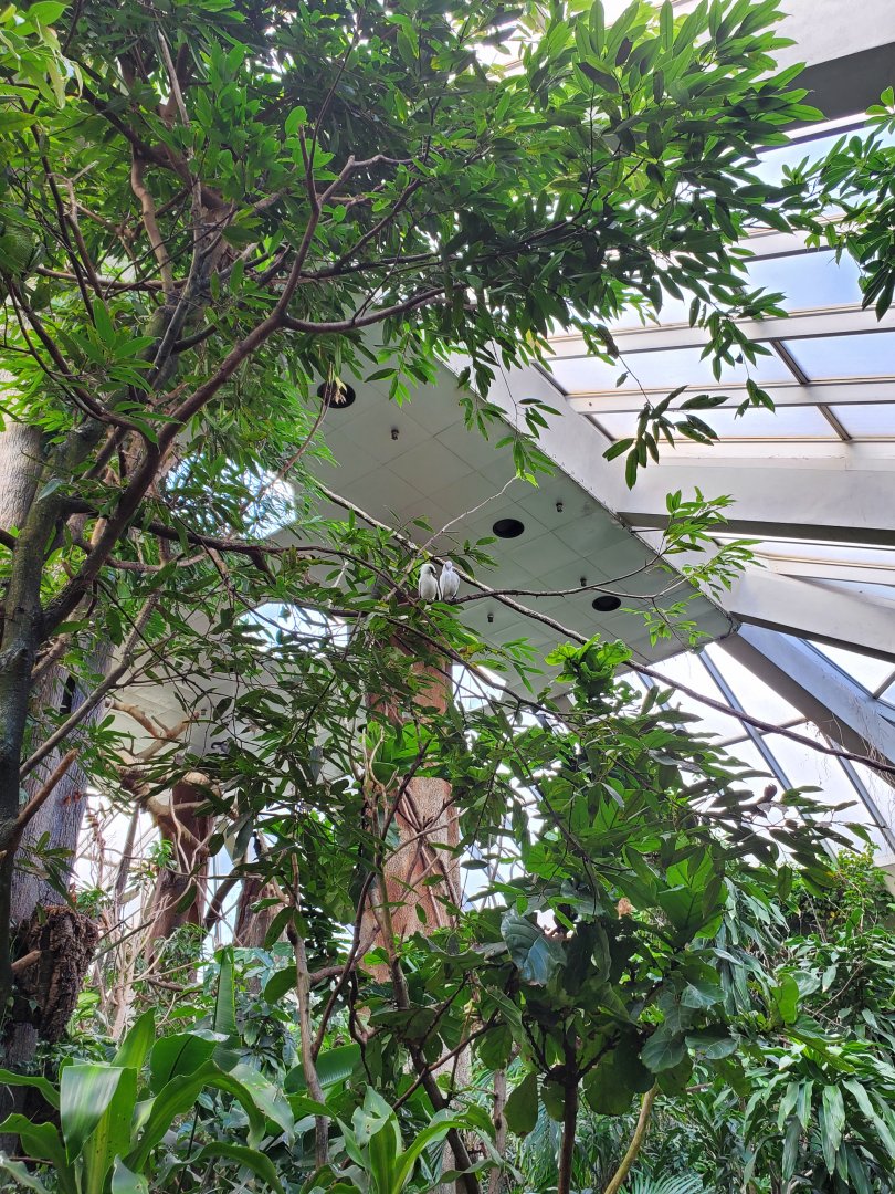 Pair of Bali Mynahs - August 2021