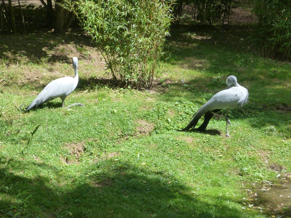 Pair of Blue Cranes