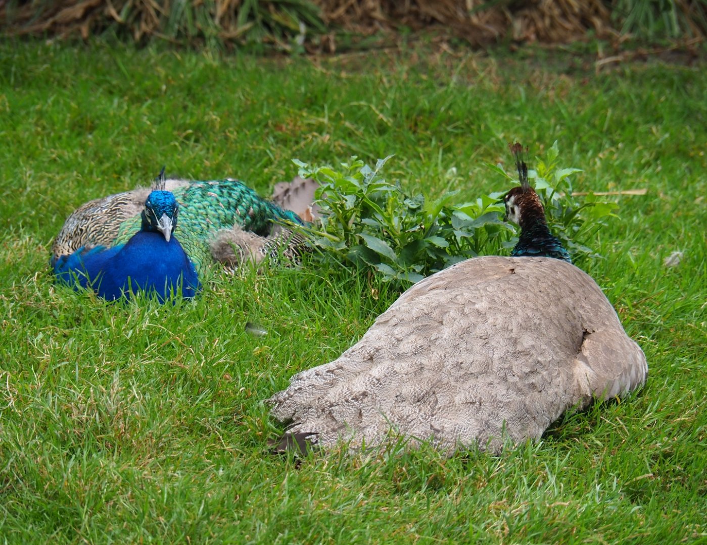 Pair of blue peafowl (Pavo cristatus), Aug 28th, 2018