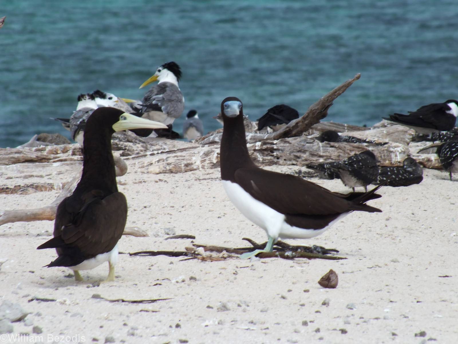 Pair of Brown Boobies