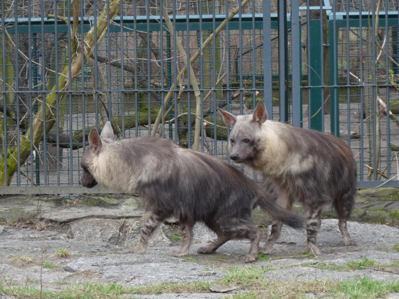 Pair of Brown hyenas
