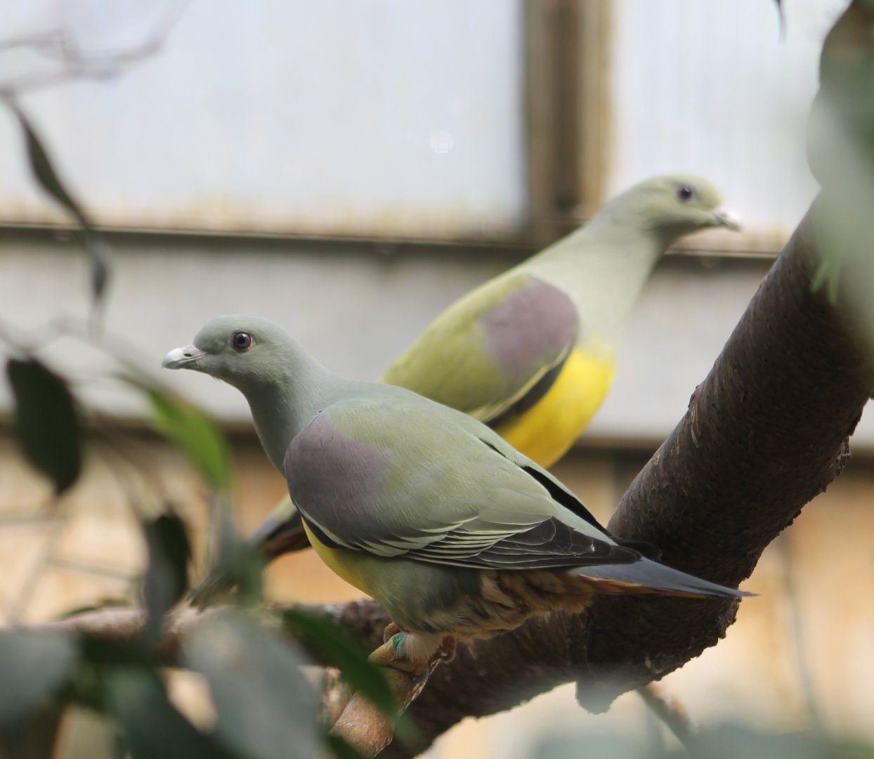 Pair of Bruce green-pigeons