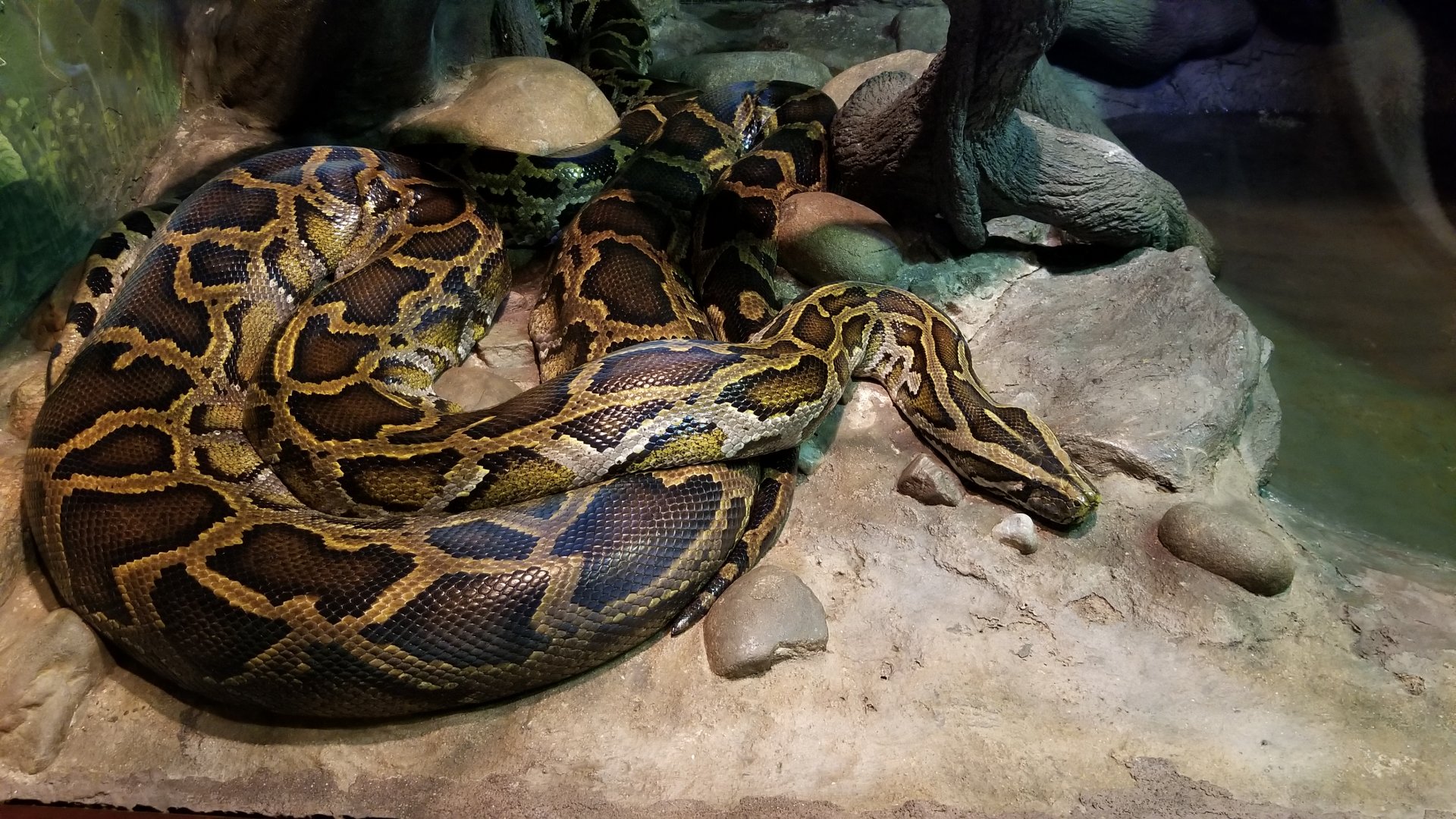Pair of Burmese Pythons