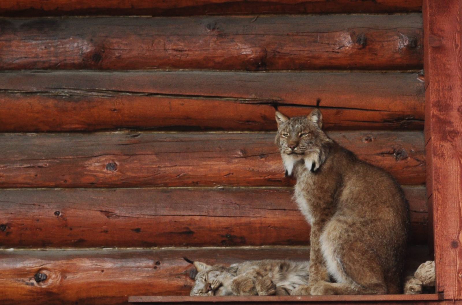 Pair of Canada Lynx