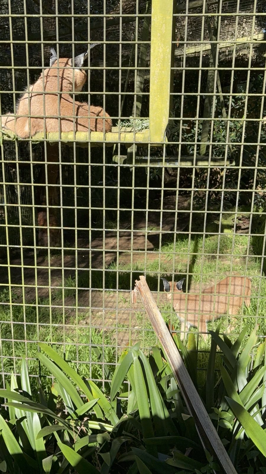 Pair of Caracals