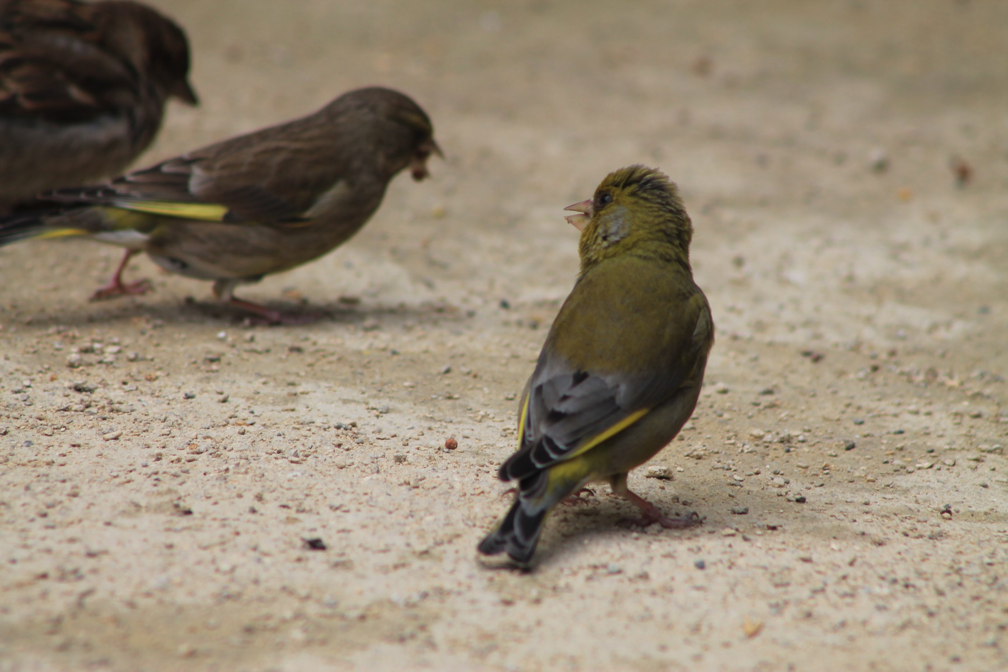 Pair of Common Greenfinches (Carduelis chloris)