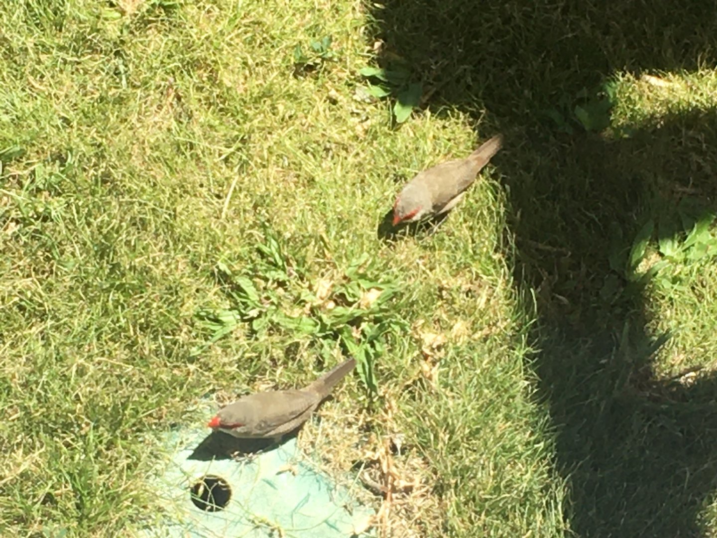 Pair of Common Waxbills