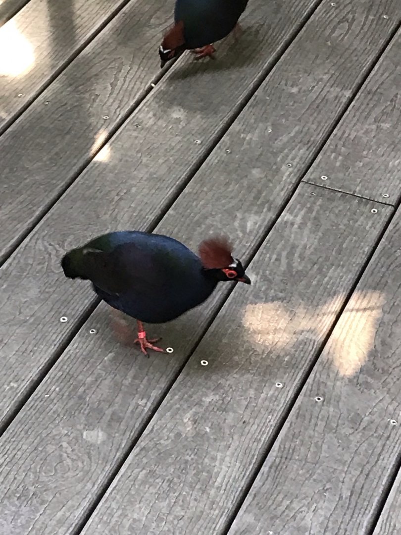 Pair of Crested Wood-Partridges