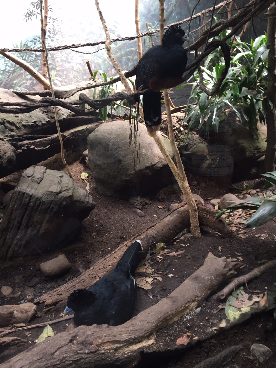 Pair of Curassows in World of Birds