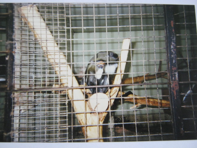 Pair of De Brazzas. 12/3/90.