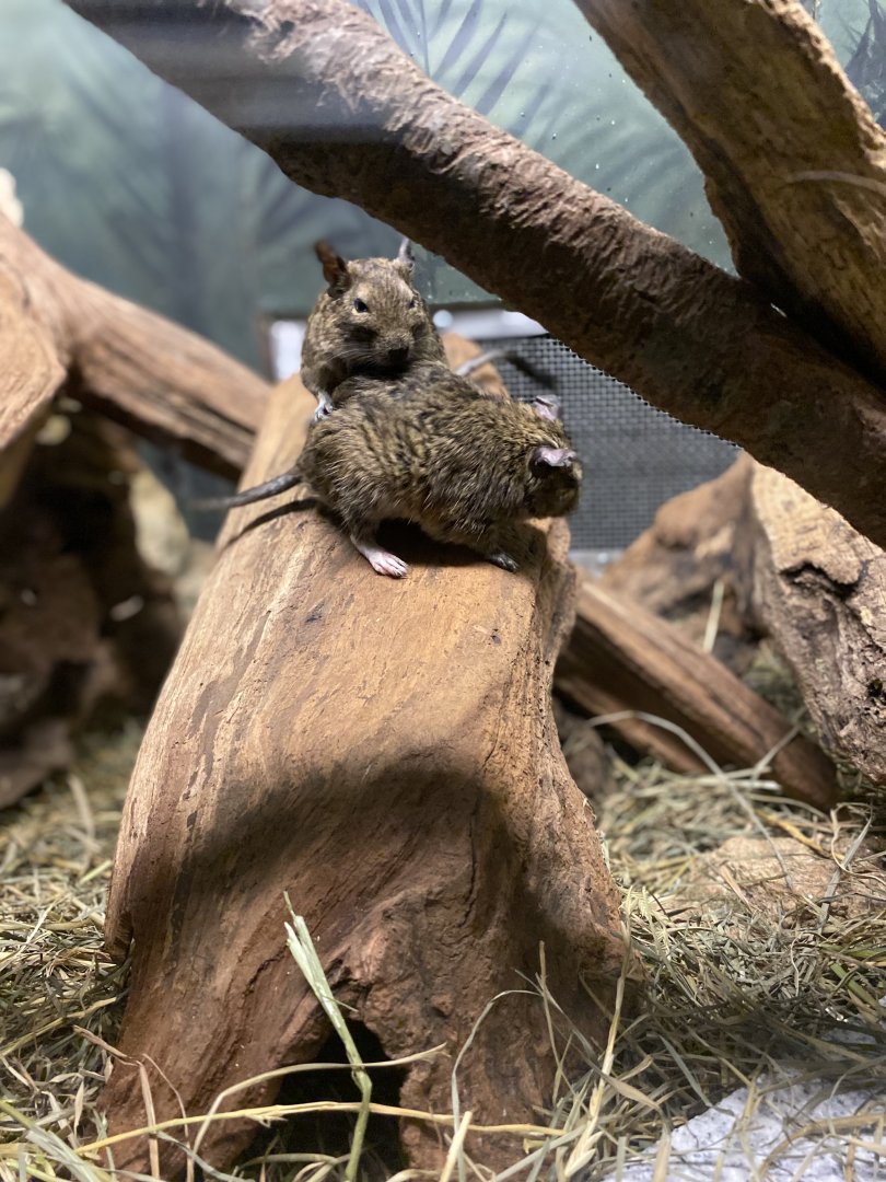 Pair of Degus - Bronx Zoo