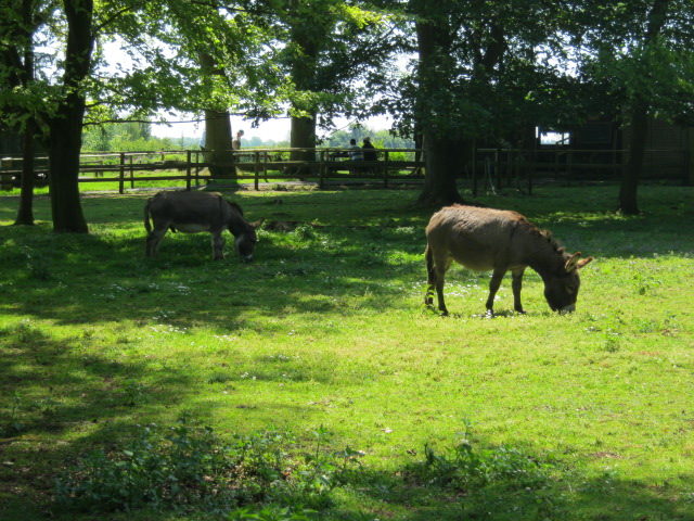 Pair of Donkeys - bred at Blackpool Zoo 2008.