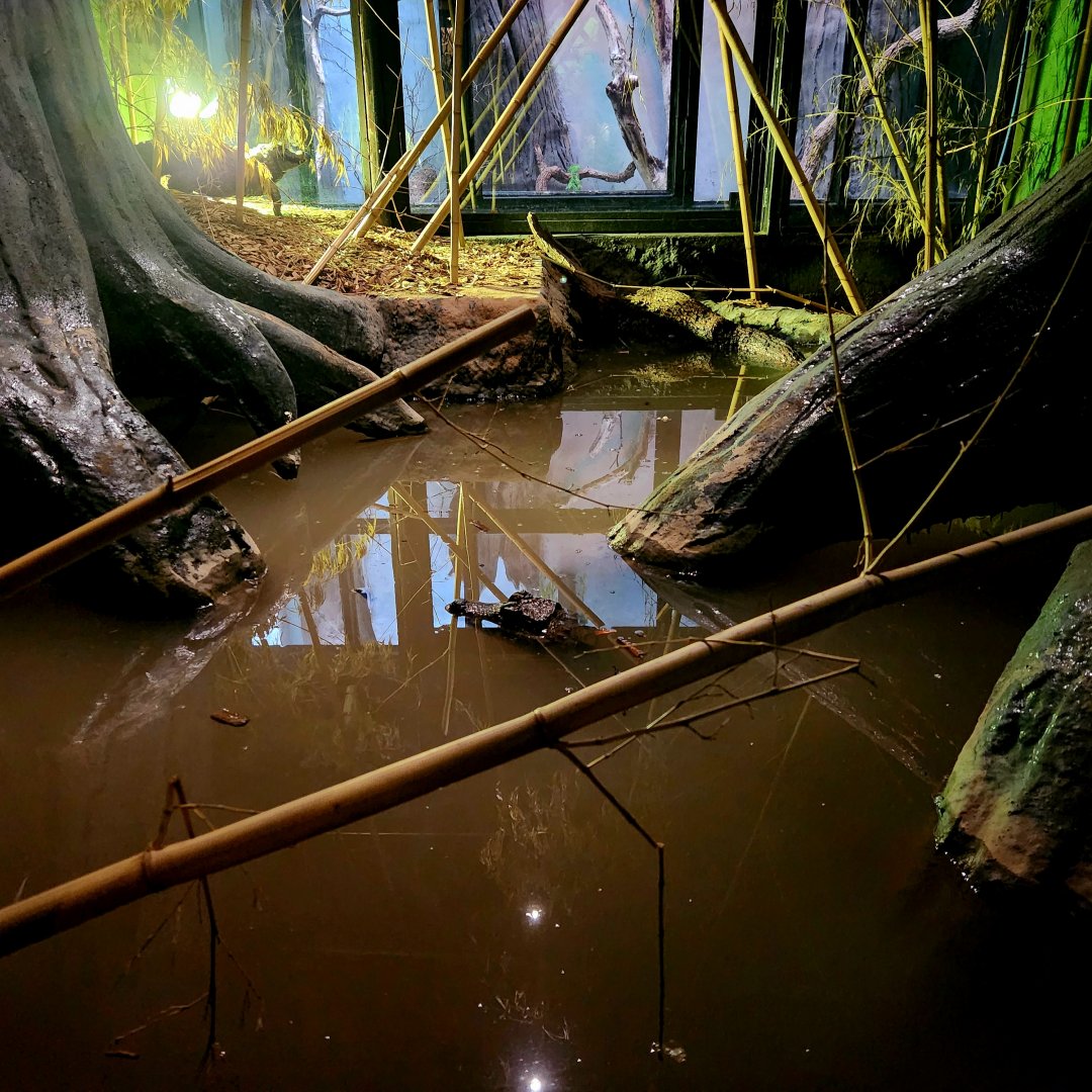 Pair of Dwarf Crocodiles (Osteolaemus tetraspis)
