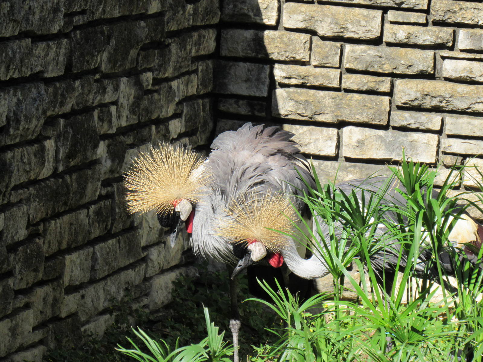 Pair of East African (grey) Crowned Cranes