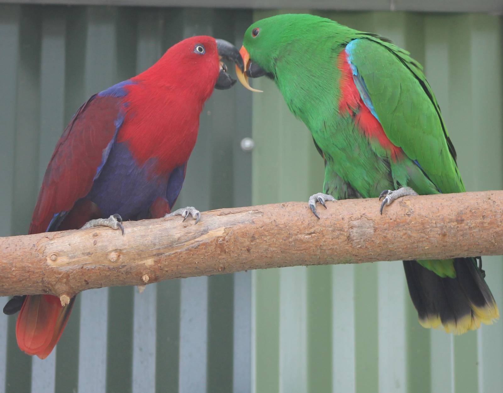 Pair of Electus parrots