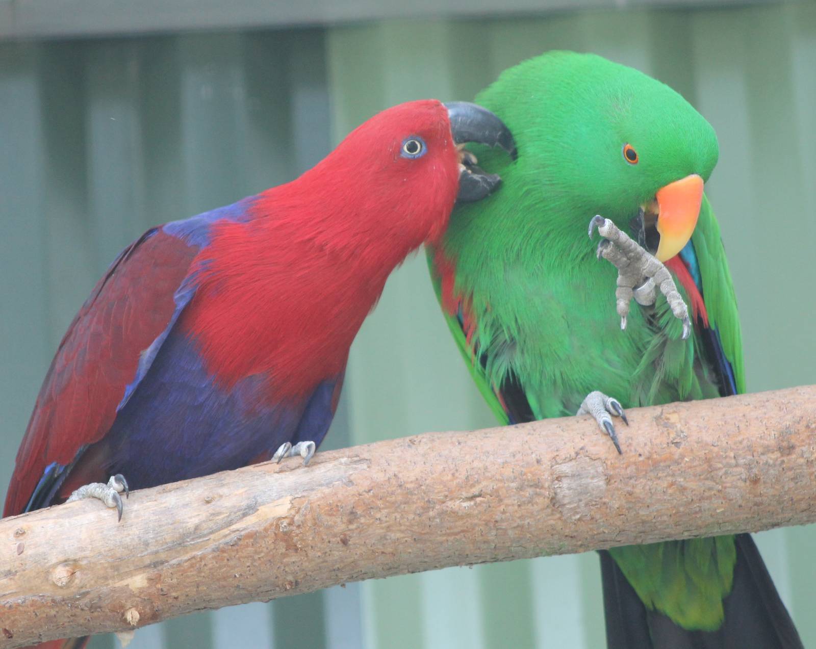 Pair of Electus parrots