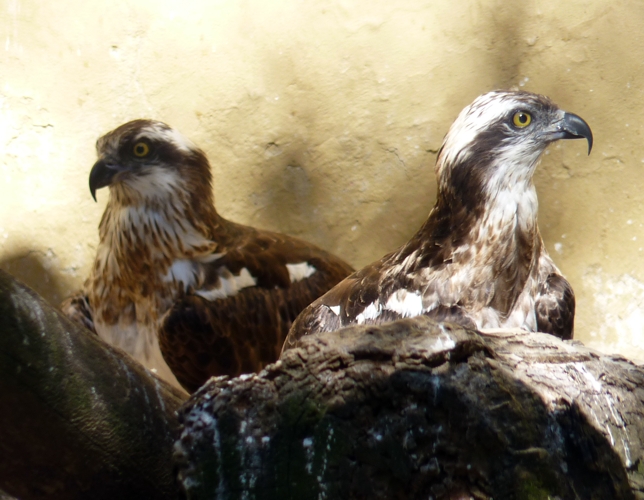 Pair of Eurasian ospreys (Pandion haliaetus haliaetus)