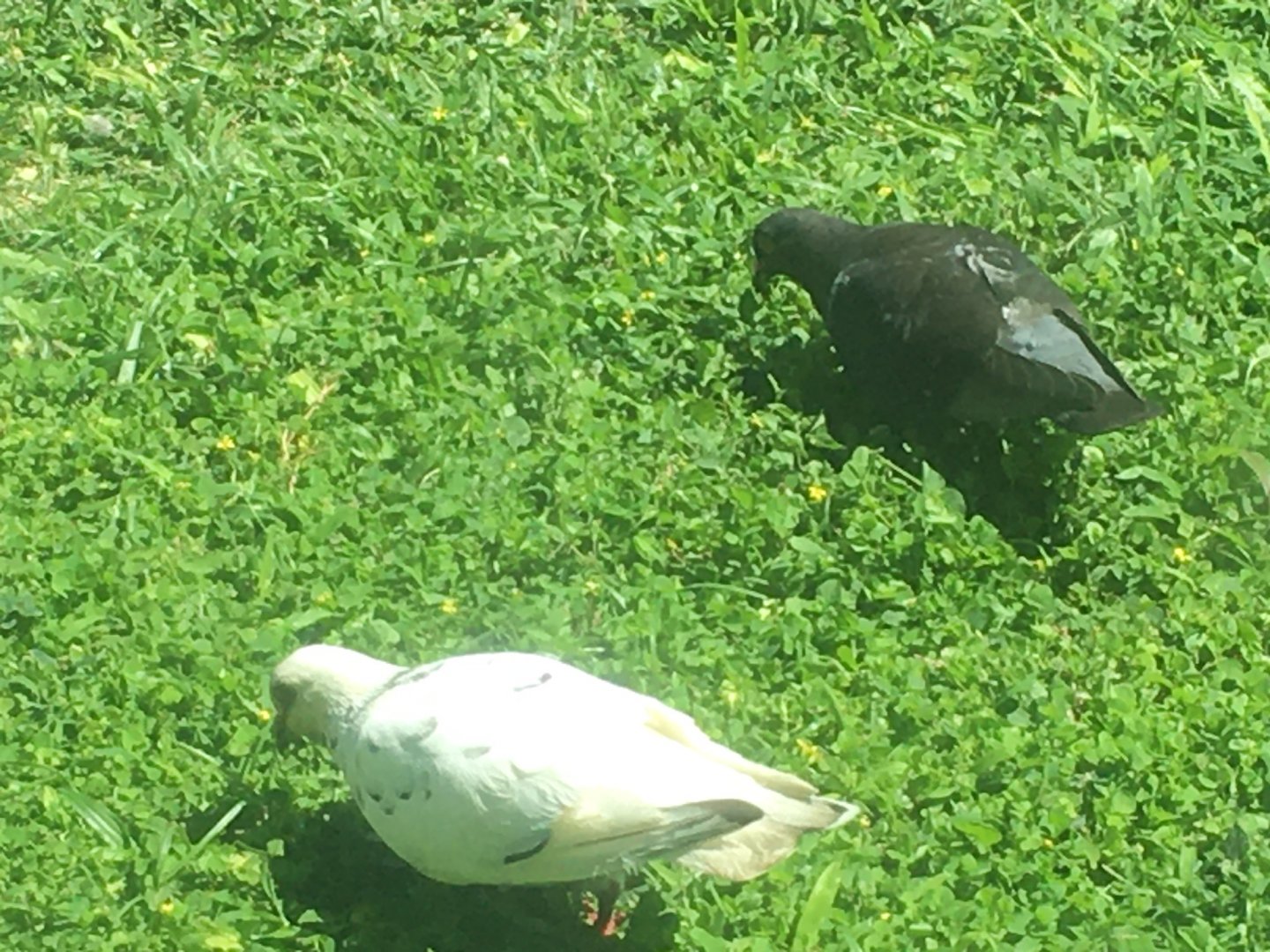 Pair of Feral Pigeons