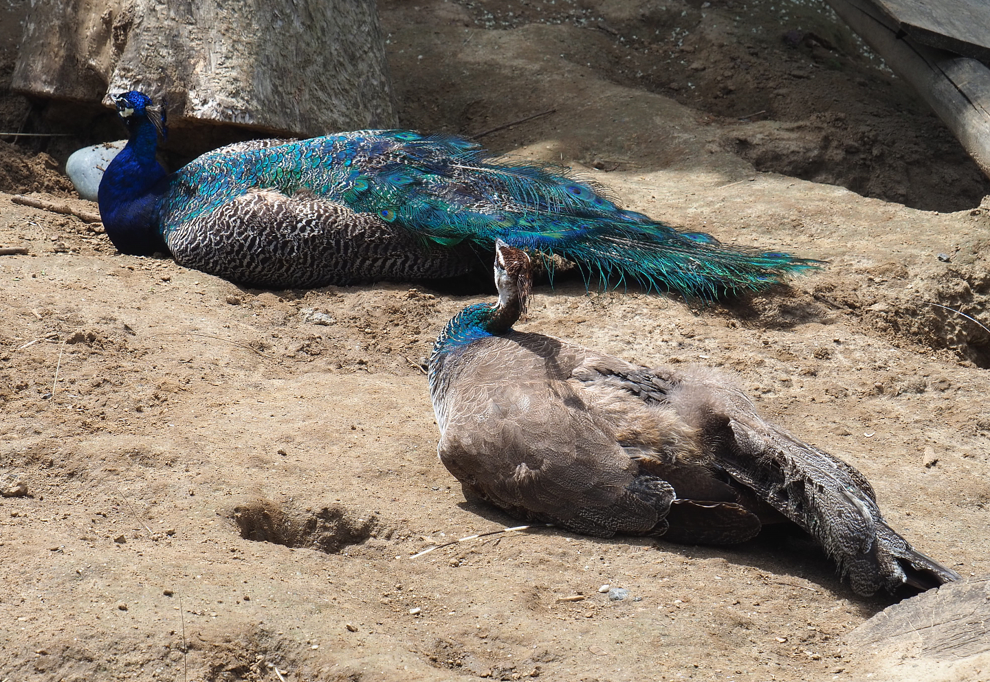 Pair of free-ranging Blue peafowl (Pavo cristatus), 2022-06-28