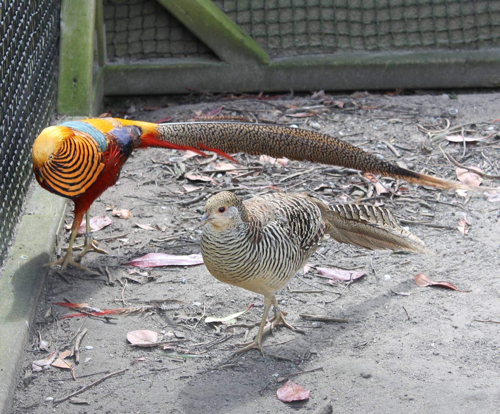 Pair of Golden pheasants