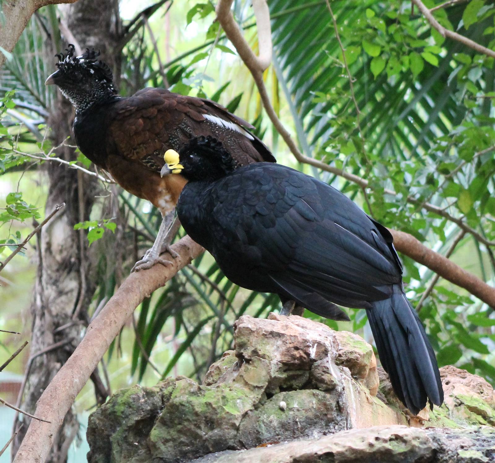 Pair of Great curassow