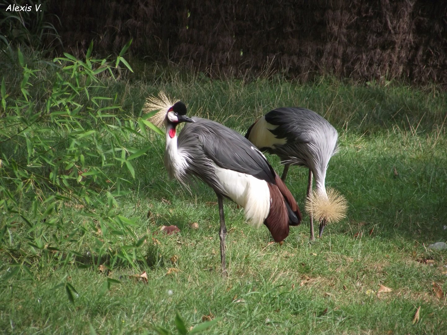 Pair of Grey-crowned Cranes - Zooparc de Beauval - 08/2022