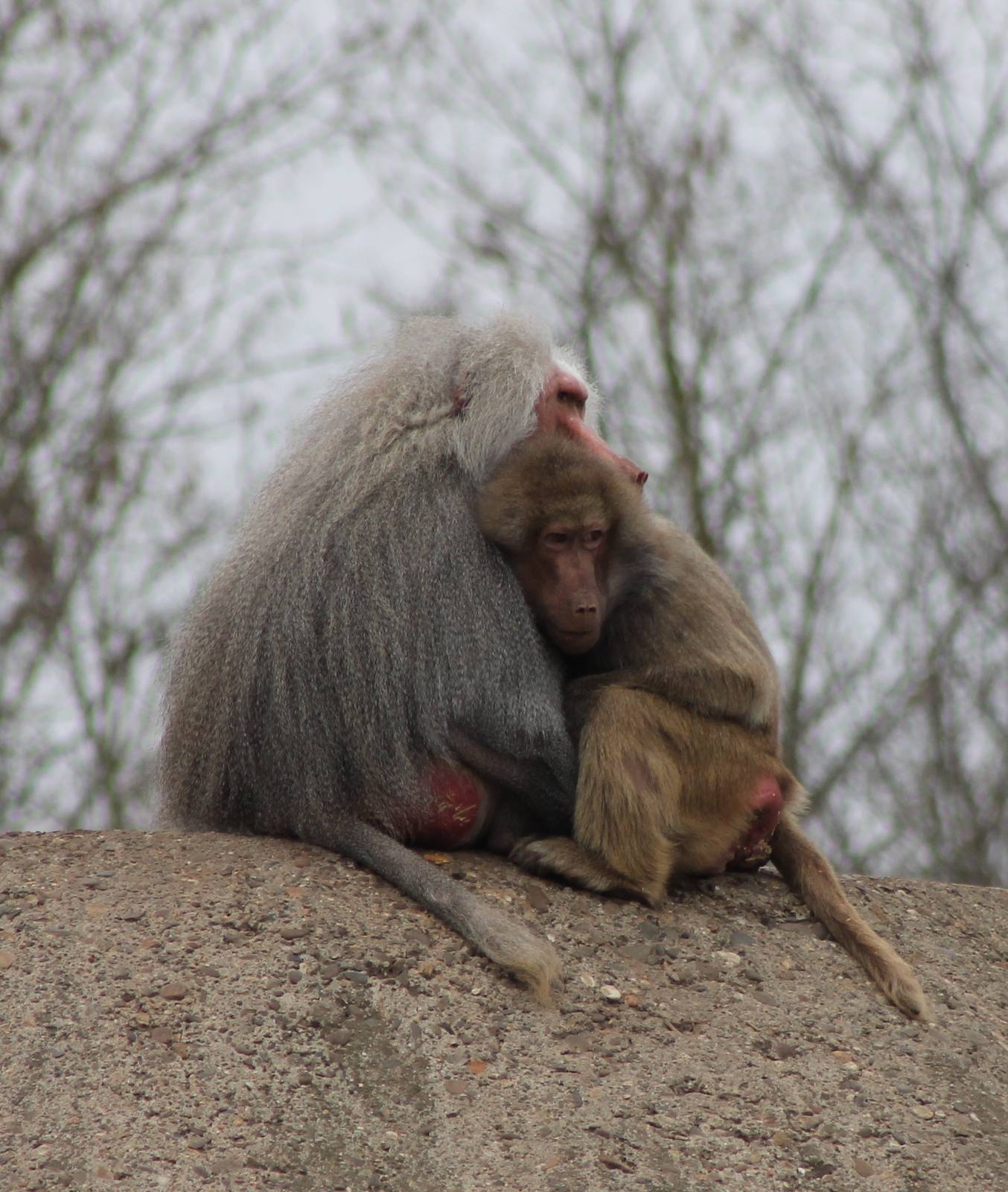 Pair of Hamadryas baboons