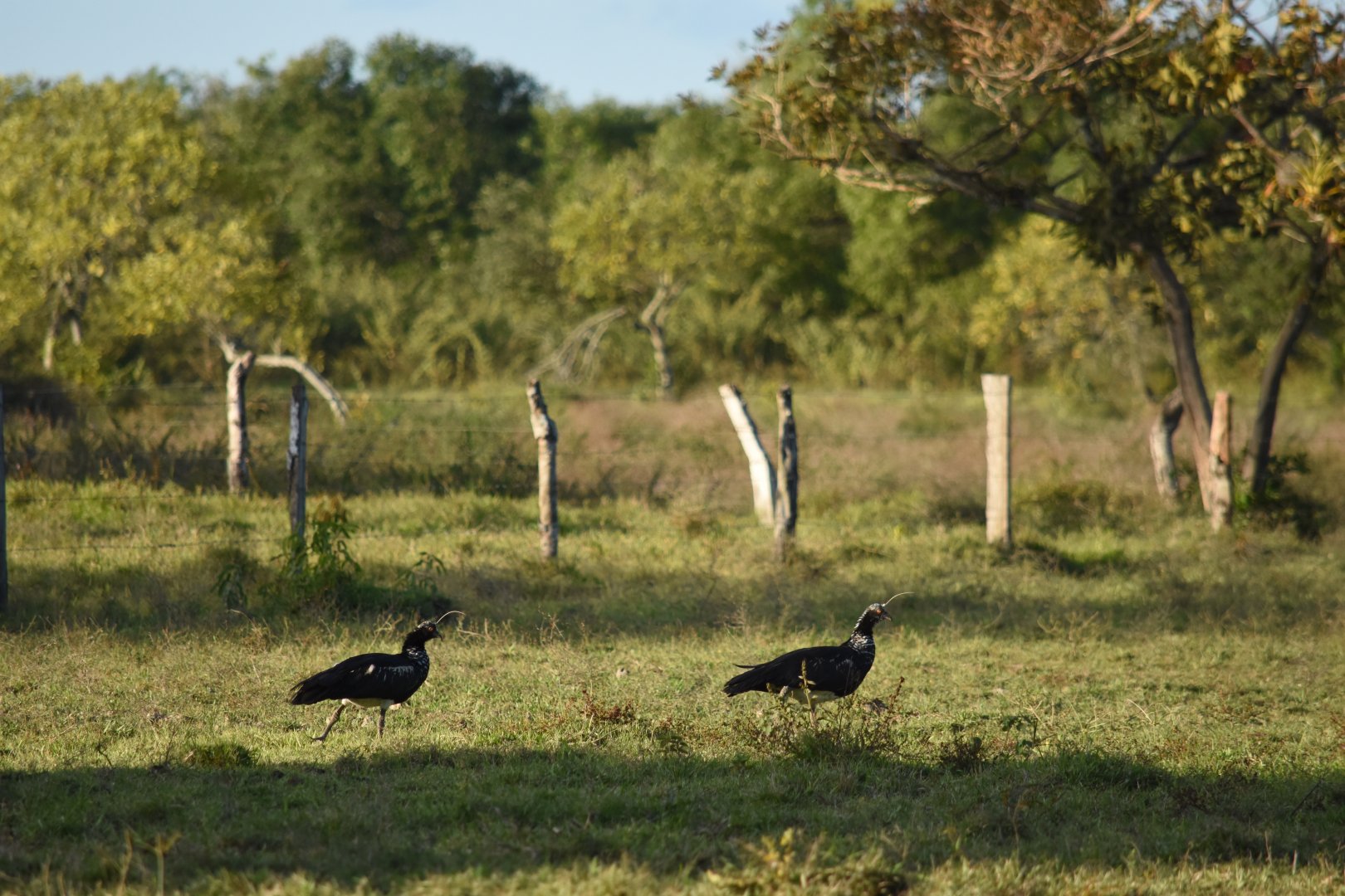 Pair of Horned Screamer (Anhima cornuta)