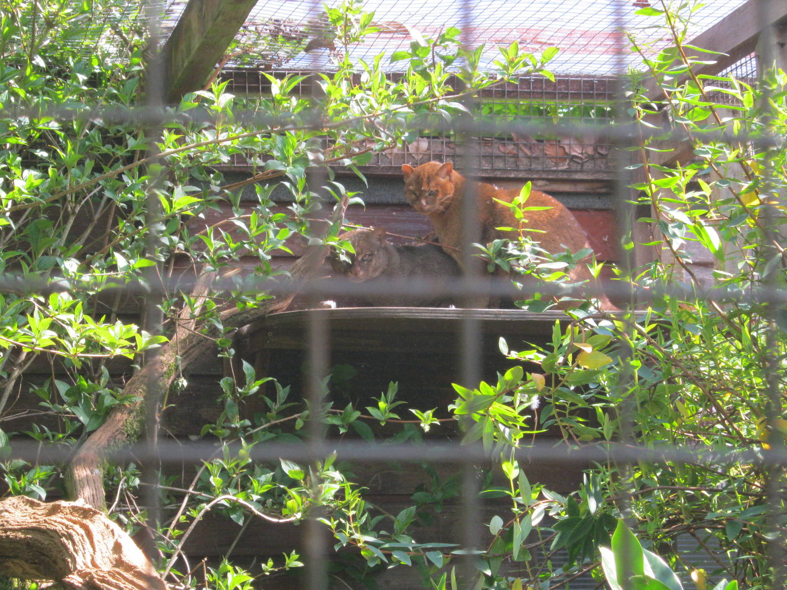 Pair of Jaguarundi 2012