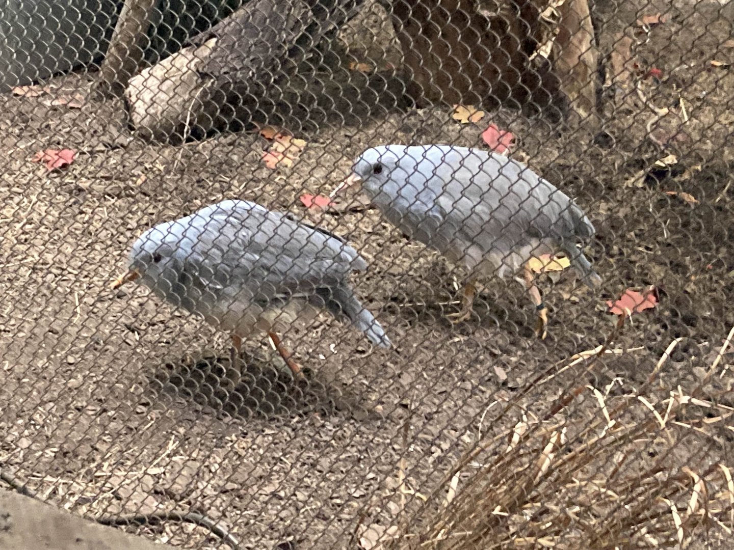 Pair of Kagu