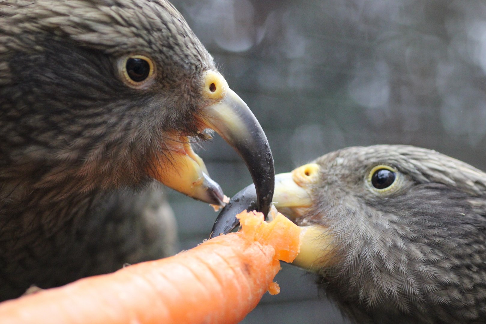 Pair of Kea's eating a carrot. (Handfeed)