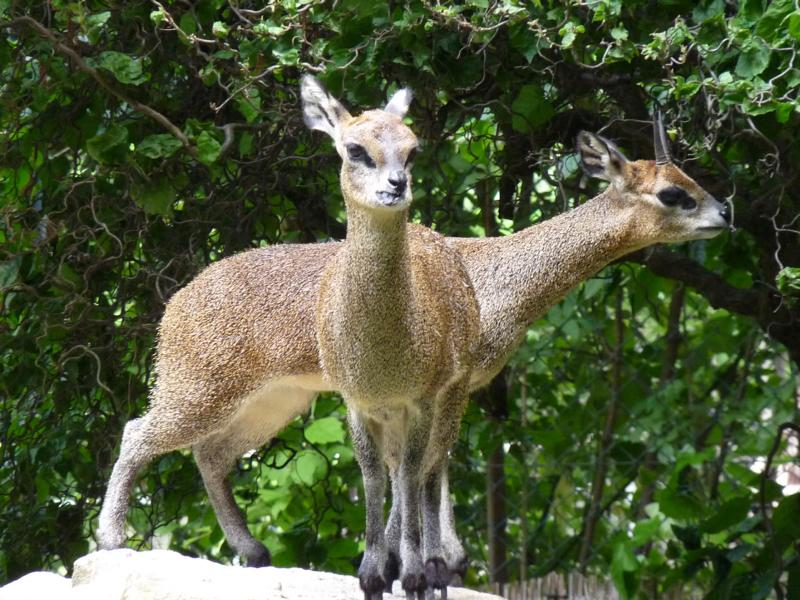 Pair of Klipspringers