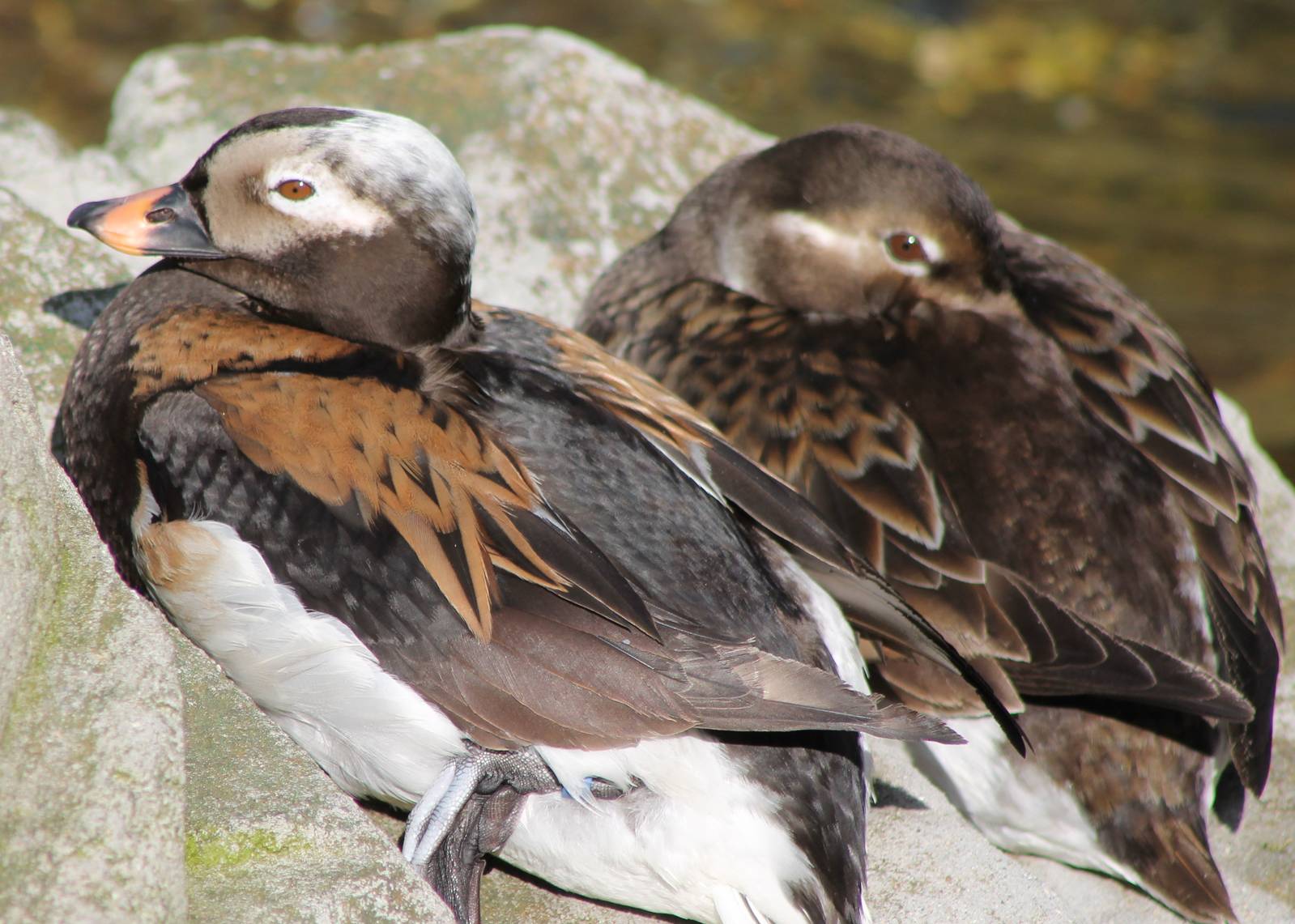 Pair of Long-tailed ducks