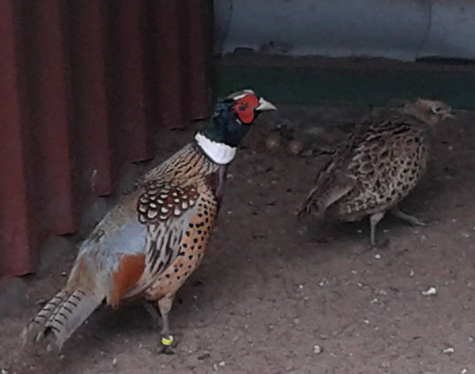 Pair of Mandsiurian pheasants