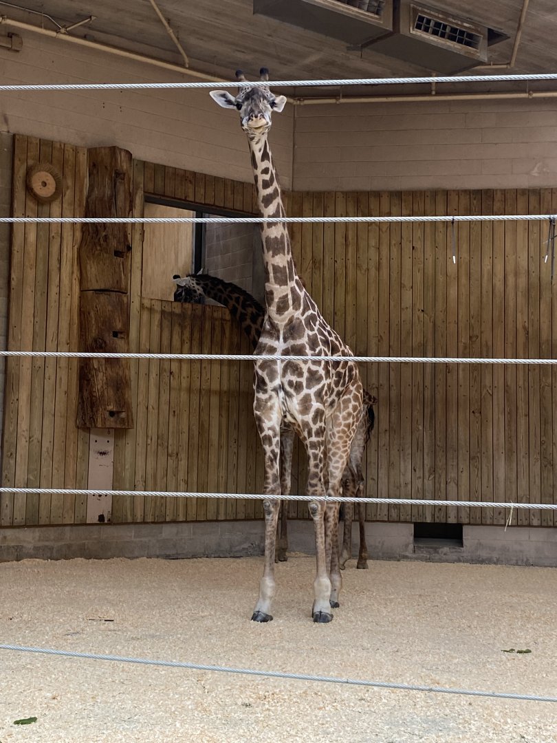 Pair of Masai Giraffes 01 - Roger Williams Park Zoo