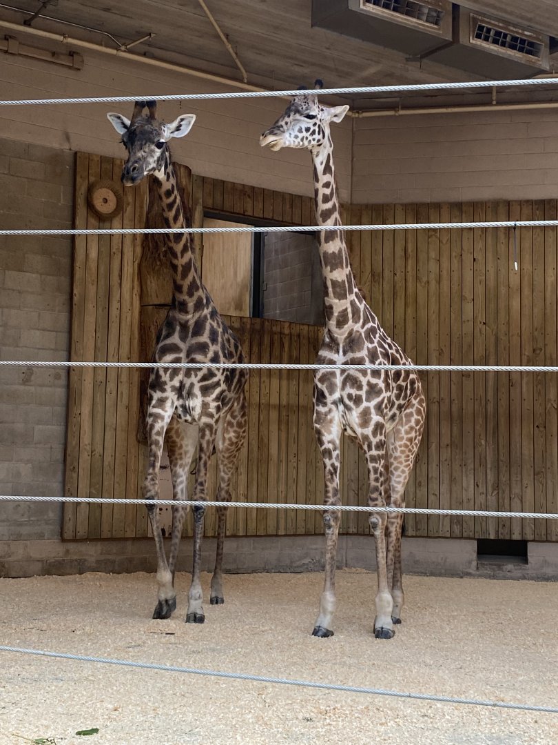 Pair of Masai Giraffes 02 - Roger Williams Park Zok